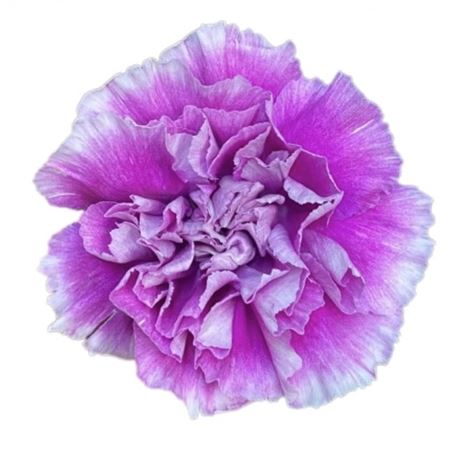 Срезанные цветы оптом Dianthus st lopazo от 80шт из Голландии с доставкой по России