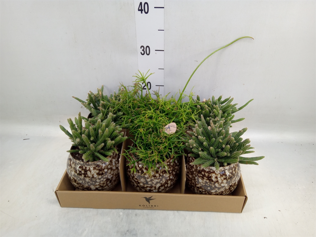 Горшечные цветы и растения оптом Rhipsalis   ...mix от 6шт (для телеги) из Голландии с доставкой по России