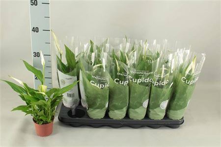 Горшечные цветы и растения оптом Spath Pearl Cupido 3+ от 18шт (для телеги) из Голландии с доставкой по России