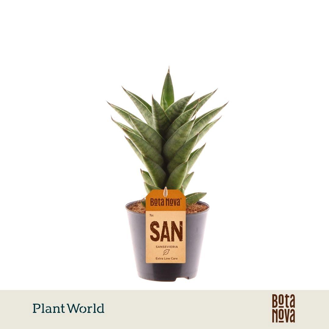 Горшечные цветы и растения оптом Sansevieria Starshooter от 12шт (для телеги) из Голландии с доставкой по России