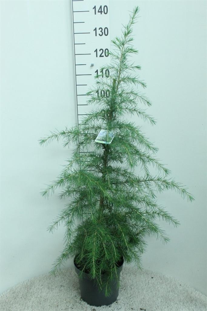 Горшечные цветы и растения оптом Cedrus Deodara от 1шт из Голландии с доставкой по России