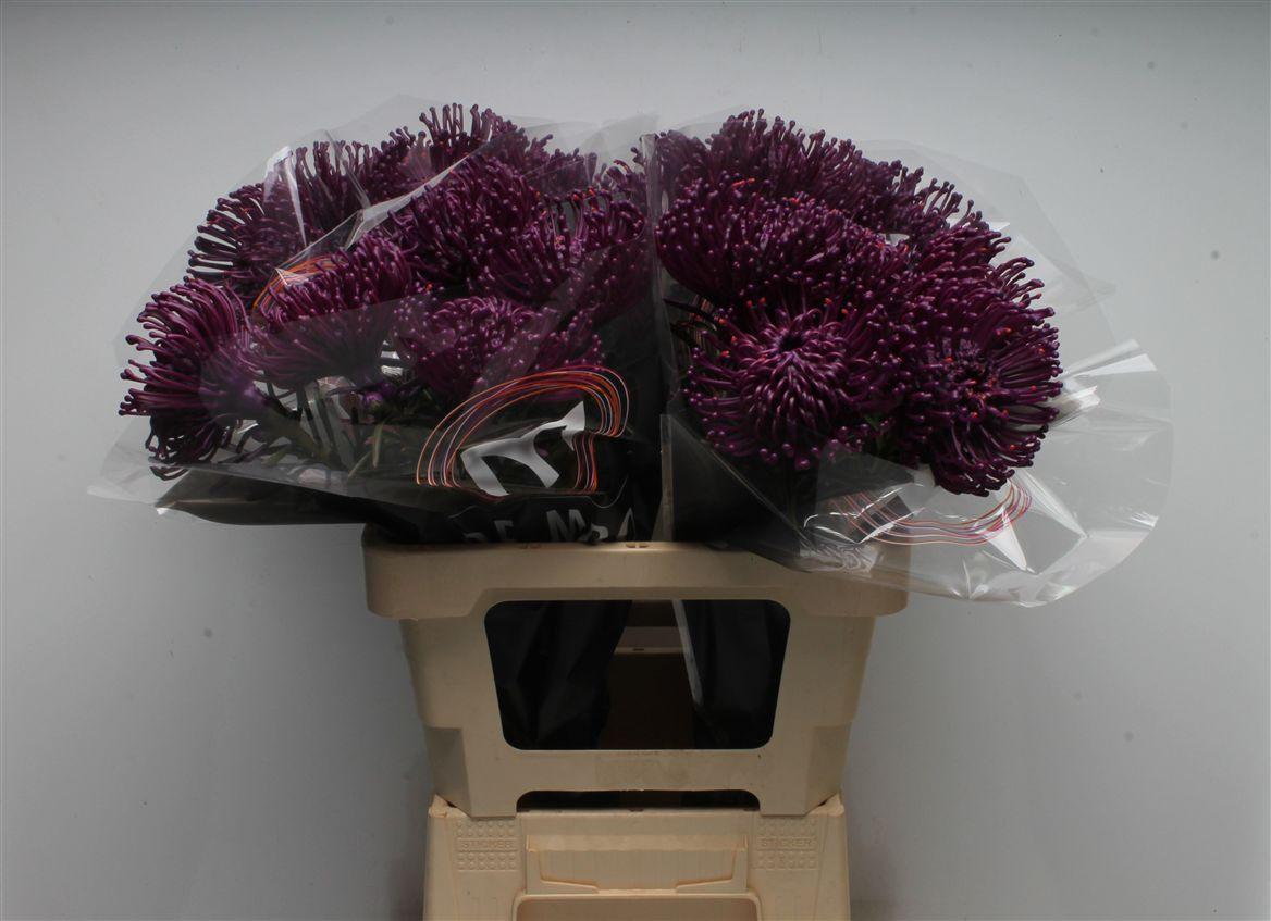 Срезанные цветы оптом Nutans wax purple от 20шт из Голландии с доставкой по России