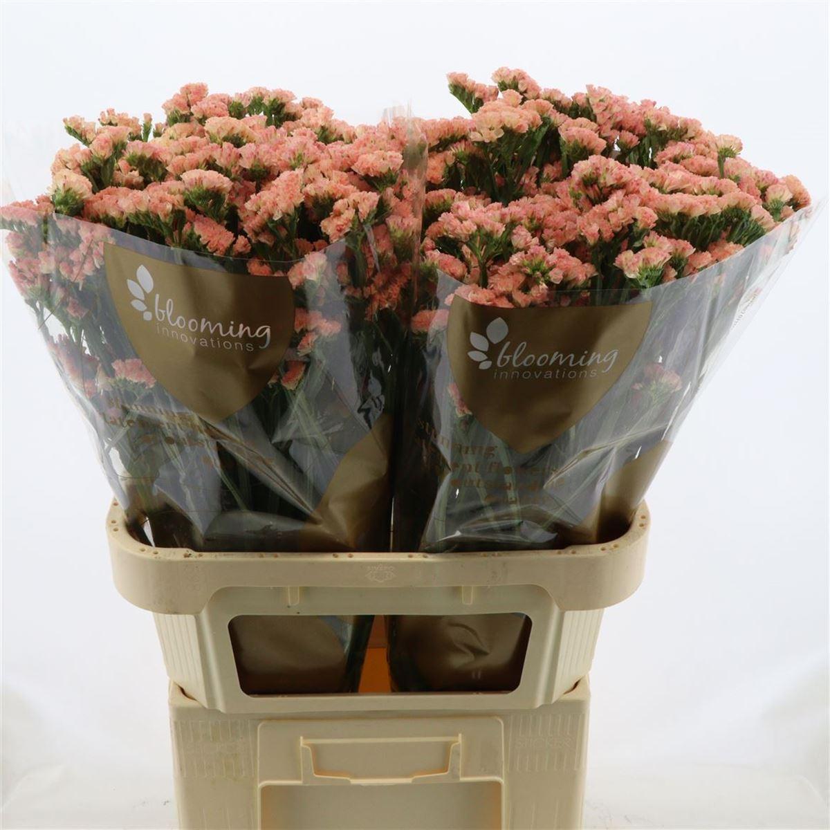 Срезанные цветы оптом Statice peach wings от 50шт из Голландии с доставкой по России