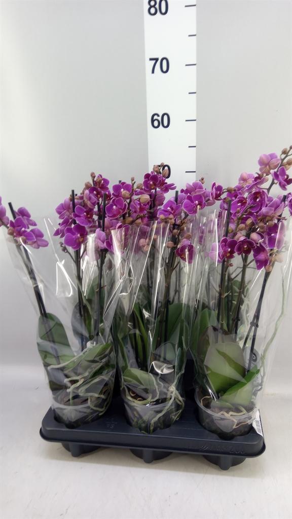 Горшечные цветы и растения оптом Phalaenopsis Multi. ant Merida от 6шт из Голландии с доставкой по России