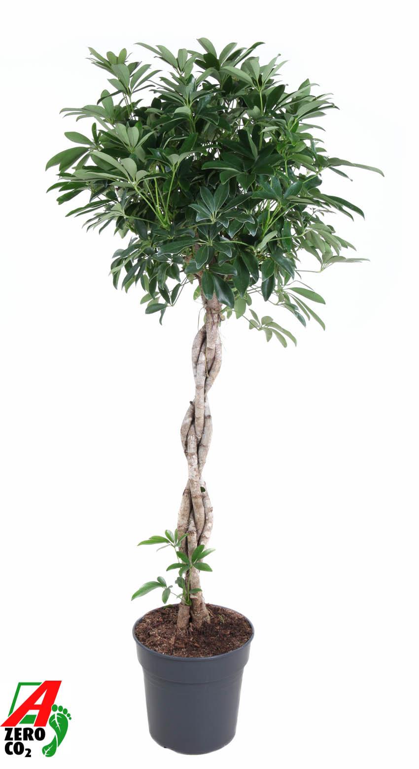Горшечные цветы и растения оптом Schefflera Compacta Twisted Stem от 1шт из Голландии с доставкой по России