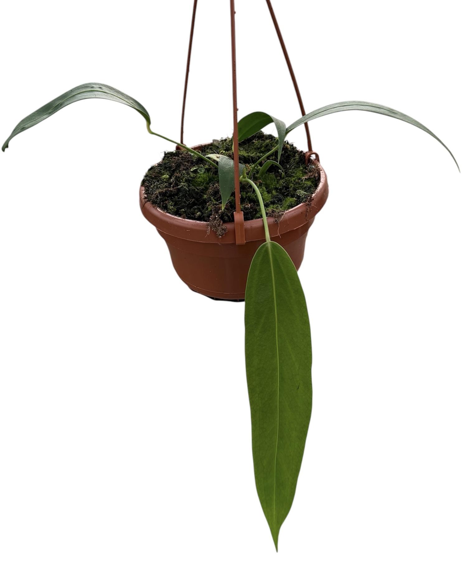 Горшечные цветы и растения оптом Anthurium Wendlingeri от 1шт из Голландии с доставкой по России