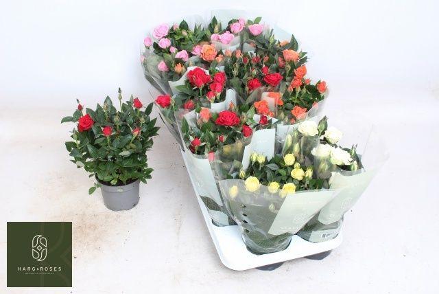 Горшечные цветы и растения оптом Ro Kordan Grande Gem от 15шт из Голландии с доставкой по России