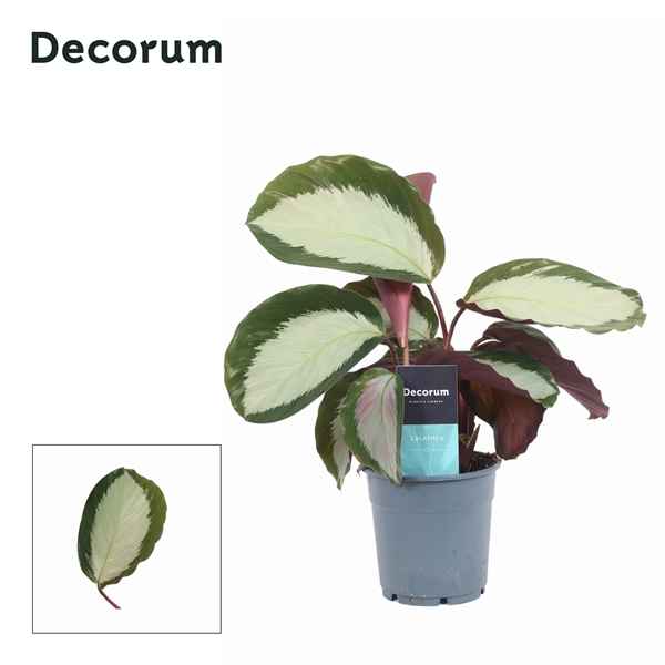 Горшечные цветы и растения оптом Calathea Royal Standard (decorum) от 6шт из Голландии с доставкой по России