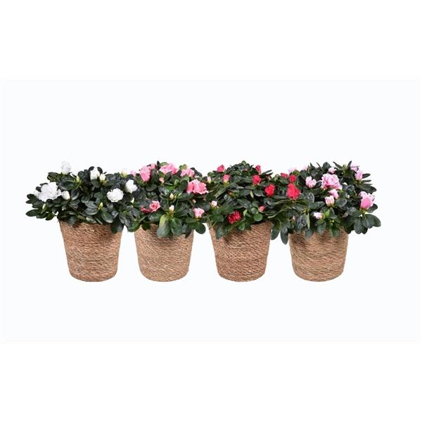 Горшечные цветы и растения оптом Azalea Gemengd 14cm In Mand 17cm от 1шт из Голландии с доставкой по России