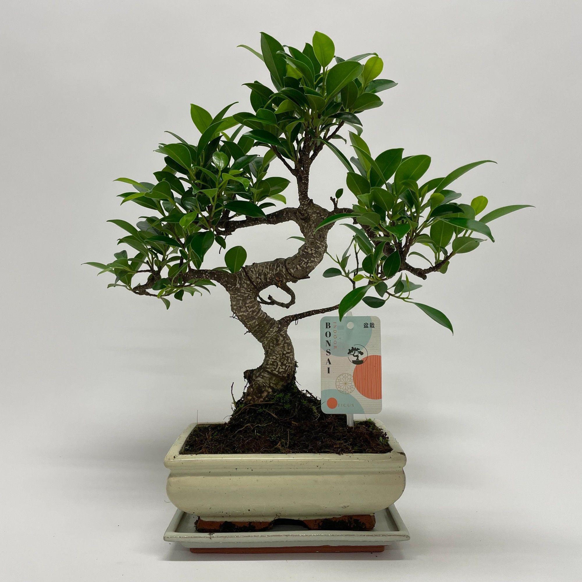 Горшечные цветы и растения оптом Bonsai Ficus S-shape Bonsai Traditional от 6шт из Голландии с доставкой по России