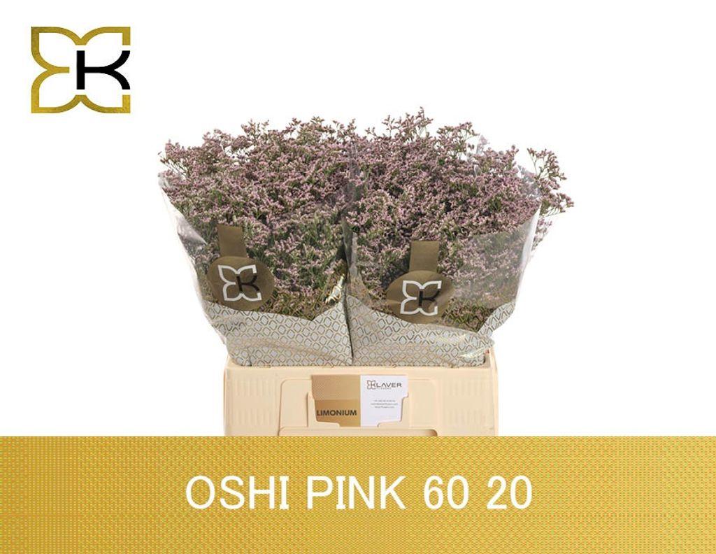Срезанные цветы оптом Limonium safora oshi pink от 100шт. из Голландии с доставкой по России