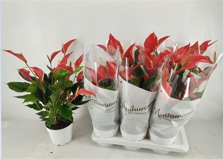 Горшечные цветы и растения оптом Anthu Banderola Roja 8-10+++ от 6шт из Голландии с доставкой по России