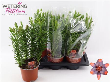 Горшечные цветы и растения оптом Lil As Ov 4 Pp Min 12 Bloemen+ от 6шт из Голландии с доставкой по России
