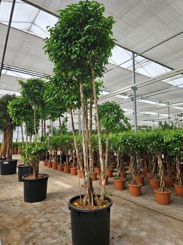 Горшечные цветы и растения оптом Ficus Columnar от 1шт из Голландии с доставкой по России