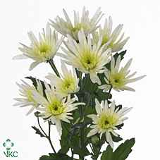 Срезанные цветы оптом Chrys sp delianne white от 80шт из Голландии с доставкой по России