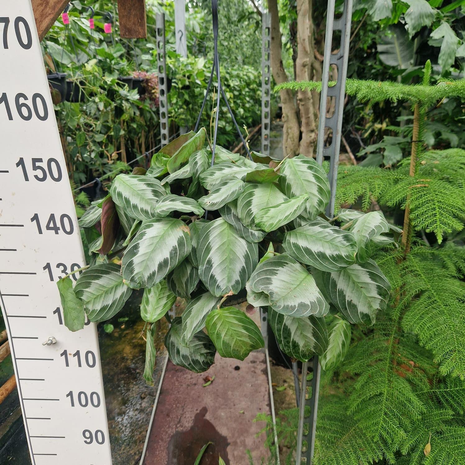 Горшечные цветы и растения оптом Maranta Leuconeura Exclusive Grey Hanging от 2шт из Голландии с доставкой по России