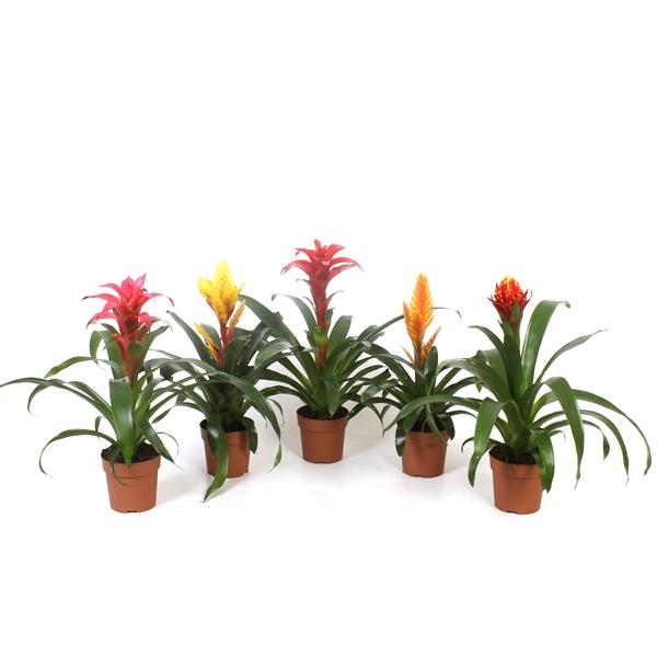 Горшечные цветы и растения оптом Bromelia Mix Excellent от 10шт из Голландии с доставкой по России Горшечные цветы и растения оптом Bromelia Mix Excellent от 10шт из Голландии с доставкой по России