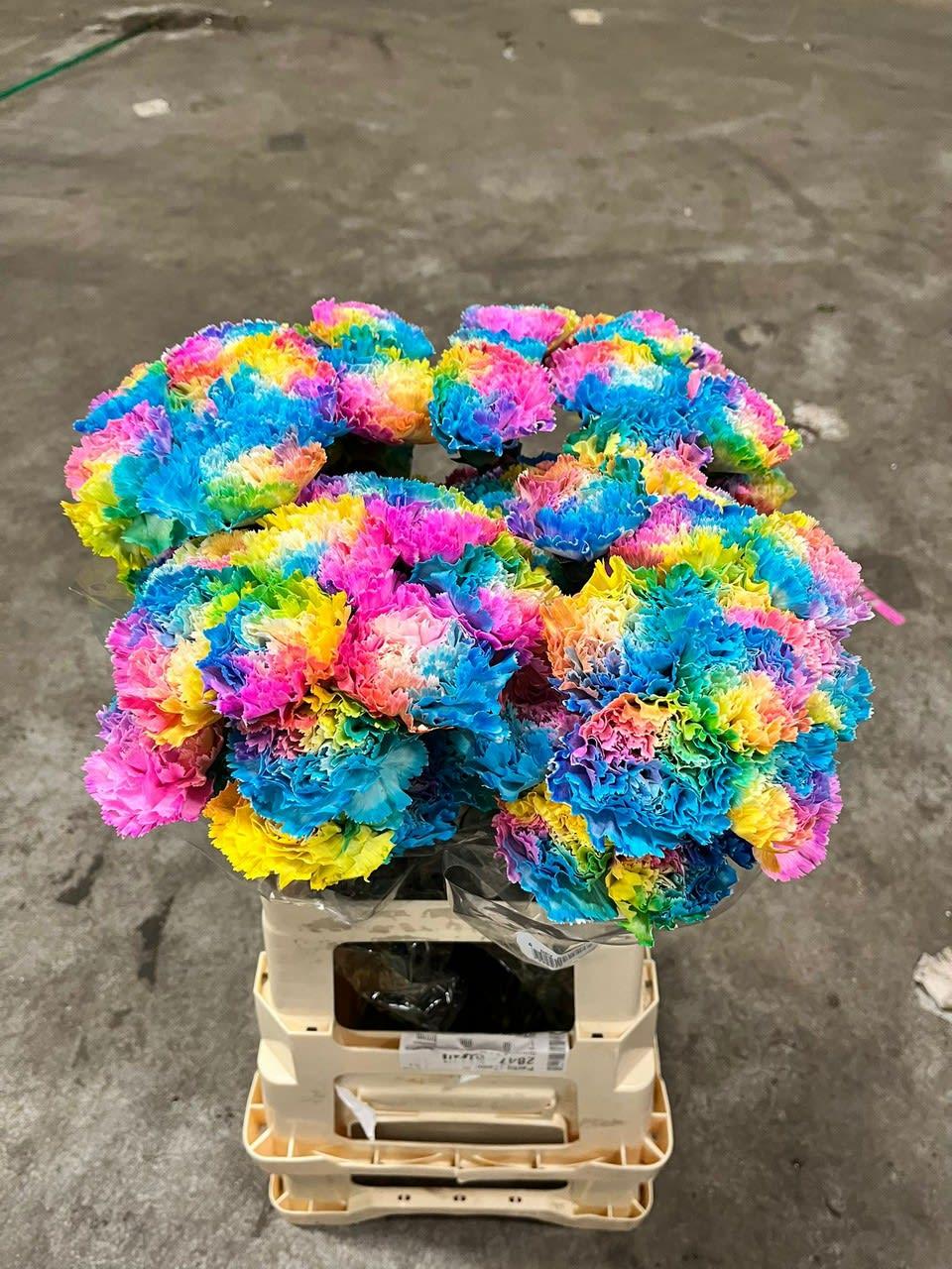 Срезанные цветы оптом Dianthus st paint rainbow от 400шт из Голландии с доставкой по России