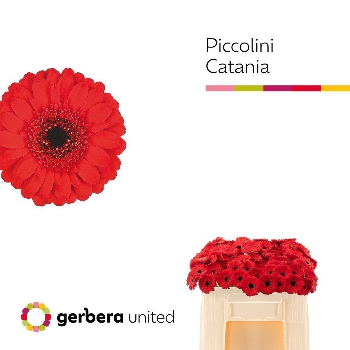 Срезанные цветы оптом Germini piccolini catania от 120шт из Голландии с доставкой по России