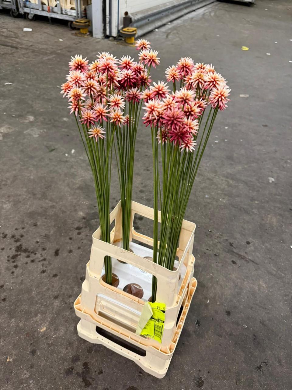 Срезанные цветы оптом Inirida summer от 100шт из Голландии с доставкой по России