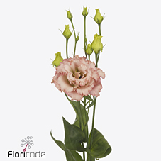 Срезанные цветы оптом Lisianthus do alissa light apricot от 40шт. из Голландии с доставкой по России