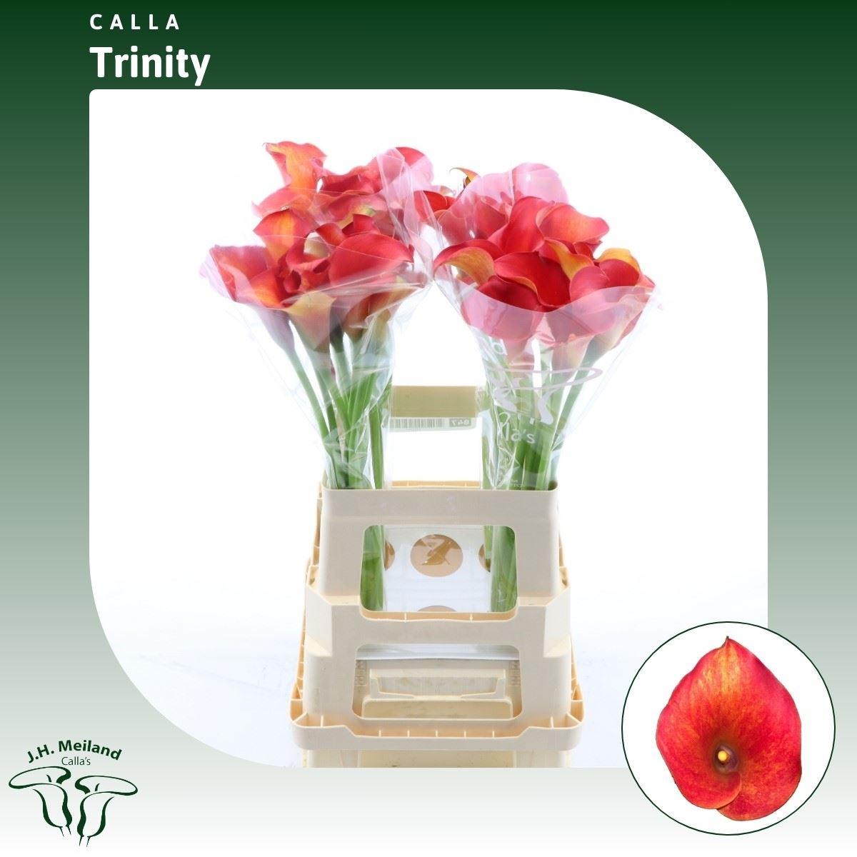 Срезанные цветы оптом Zantedeschia captain trinity от 40шт из Голландии с доставкой по России Срезанные цветы оптом Zantedeschia captain trinity от 40шт из Голландии с доставкой по России