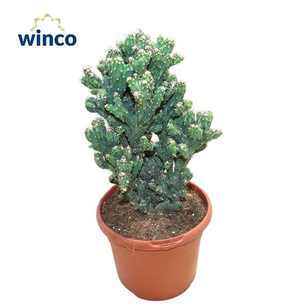 Горшечные цветы и растения оптом Cereus Coral от 4шт из Голландии с доставкой по России