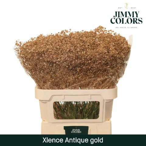 Срезанные цветы оптом Gyps large paint metallic antique gold от 50шт из Голландии с доставкой по России