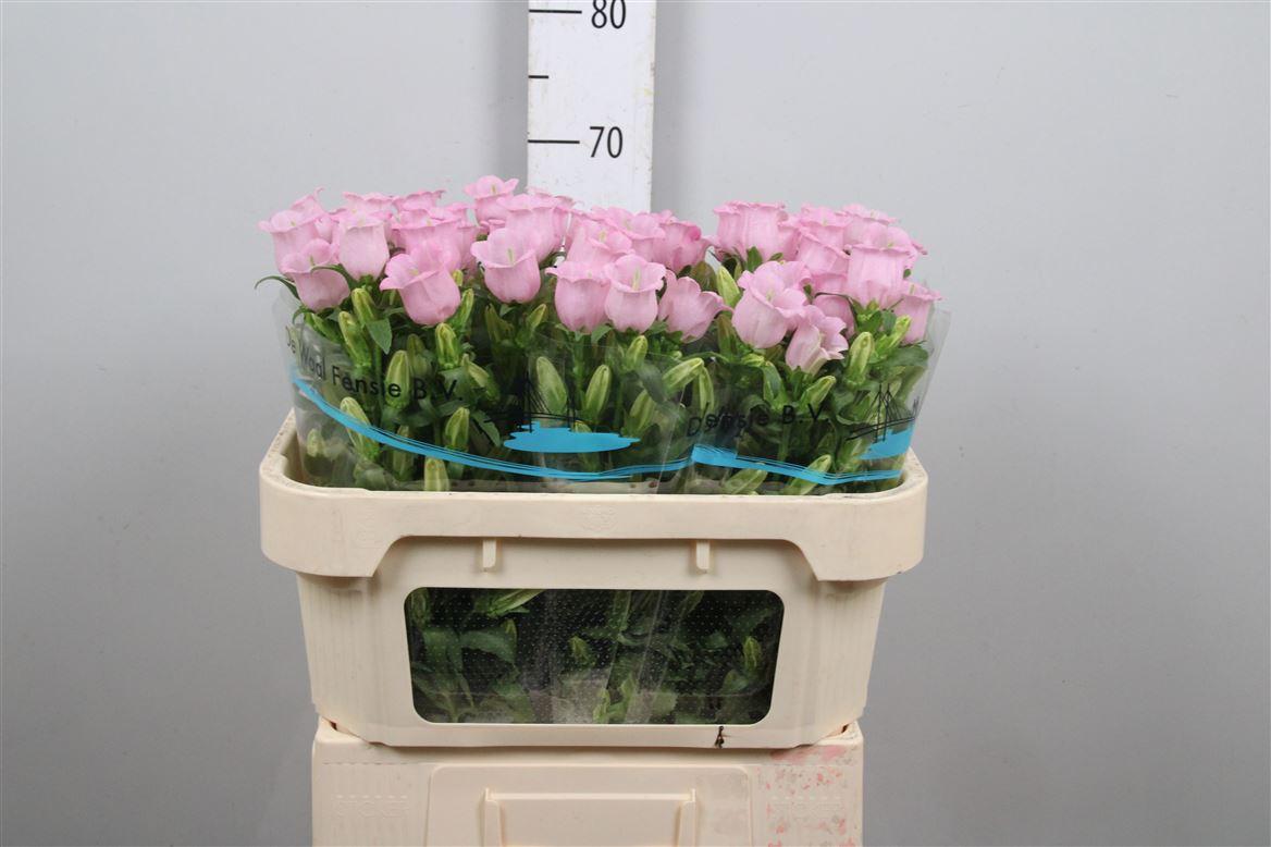Срезанные цветы оптом Campanula campana pearl pink от 50шт из Голландии с доставкой по России