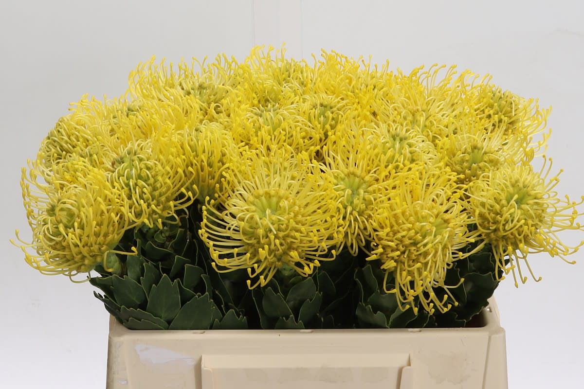 Срезанные цветы оптом Nutans ayoba gold от 30шт из Голландии с доставкой по России