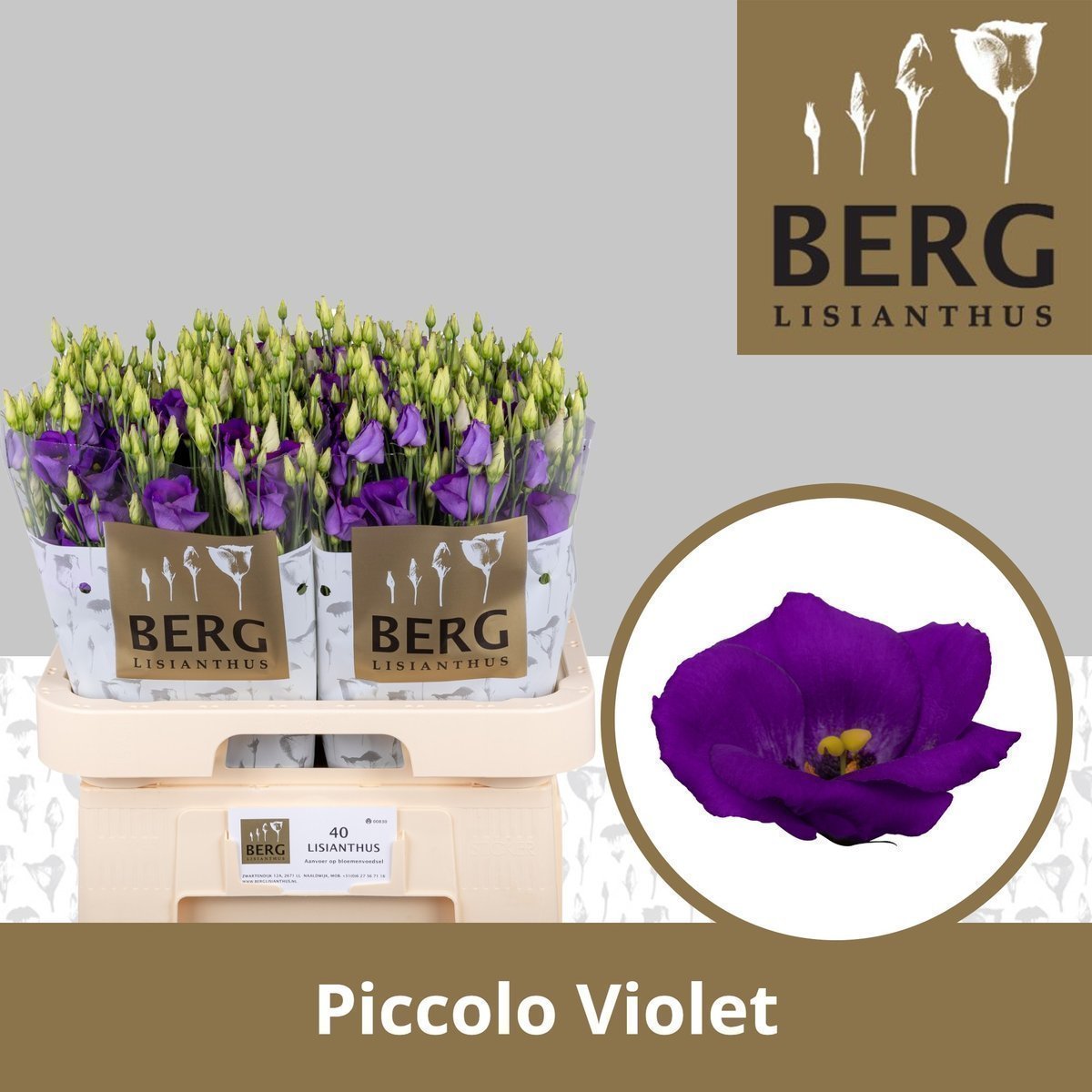 Срезанные цветы оптом Lisianthus si piccolo violet от 40шт. из Голландии с доставкой по России