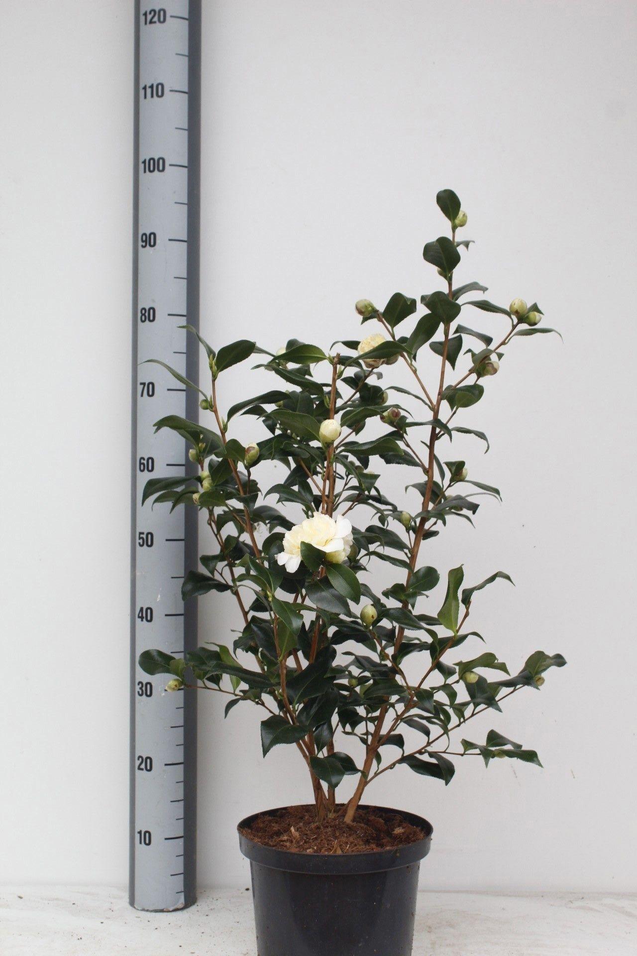 Горшечные цветы и растения оптом Came J Brushf Yellow от 1шт из Голландии с доставкой по России