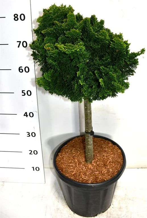 Горшечные цветы и растения оптом Chamaecyparis Obt Nana Gracilis On Stem от 1шт из Голландии с доставкой по России