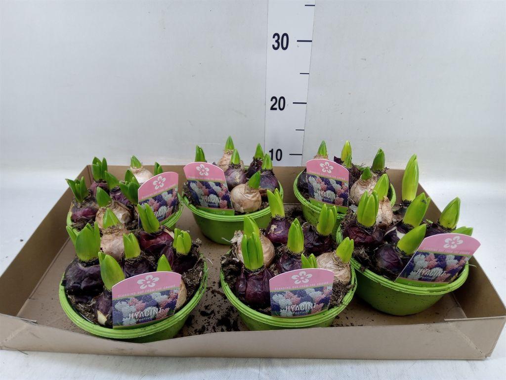 Горшечные цветы и растения оптом Hyacinthus Orie.   ...mix 3 от 6шт из Голландии с доставкой по России