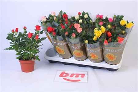 Горшечные цветы и растения оптом Rosa Beau Monde Mix от 10шт из Голландии с доставкой по России