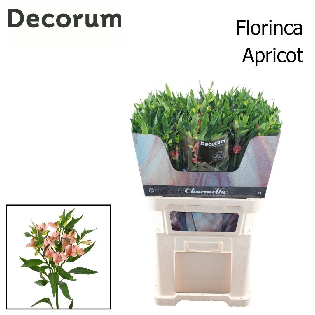 Срезанные цветы оптом Alstroemeria charmelia apricot от 50шт из Голландии с доставкой по России