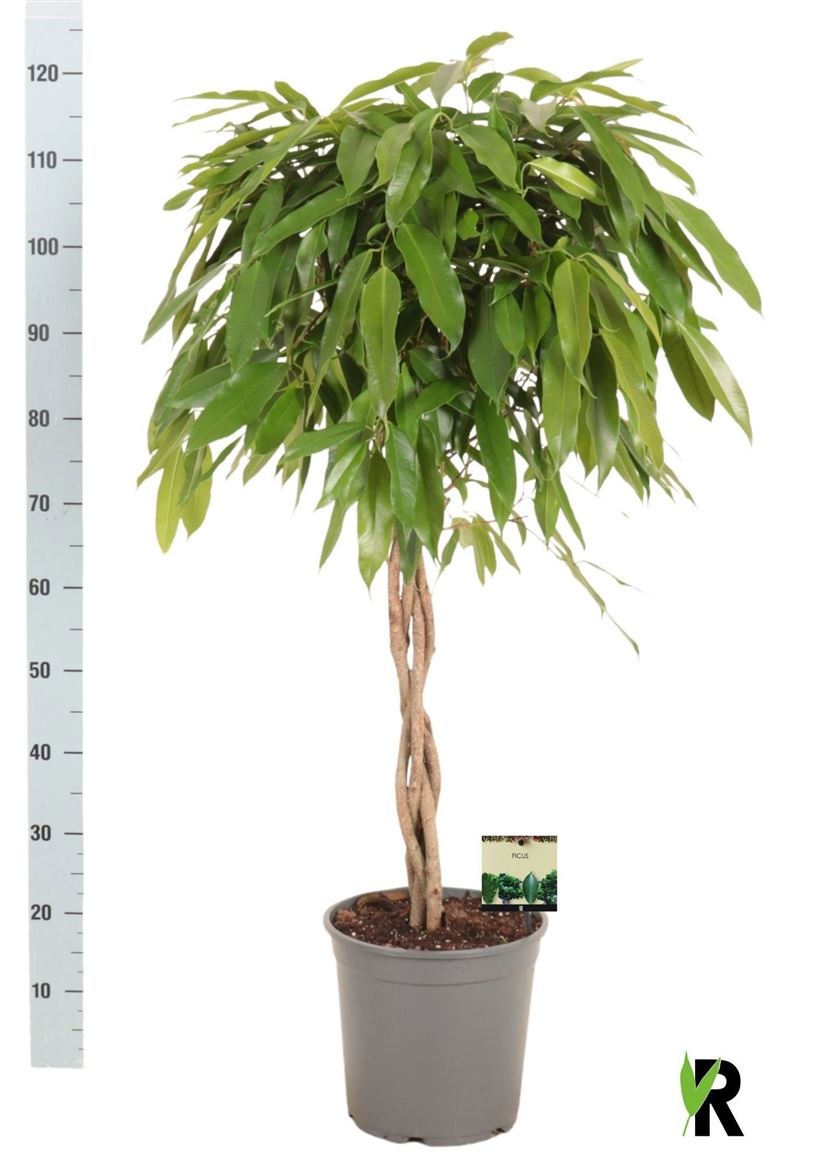 Горшечные цветы и растения оптом Ficus Bin Amstel King Twisted от 1шт из Голландии с доставкой по России
