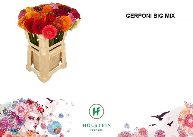 Срезанные цветы оптом Gerbera gerponi big mix от 40шт из Голландии с доставкой по России