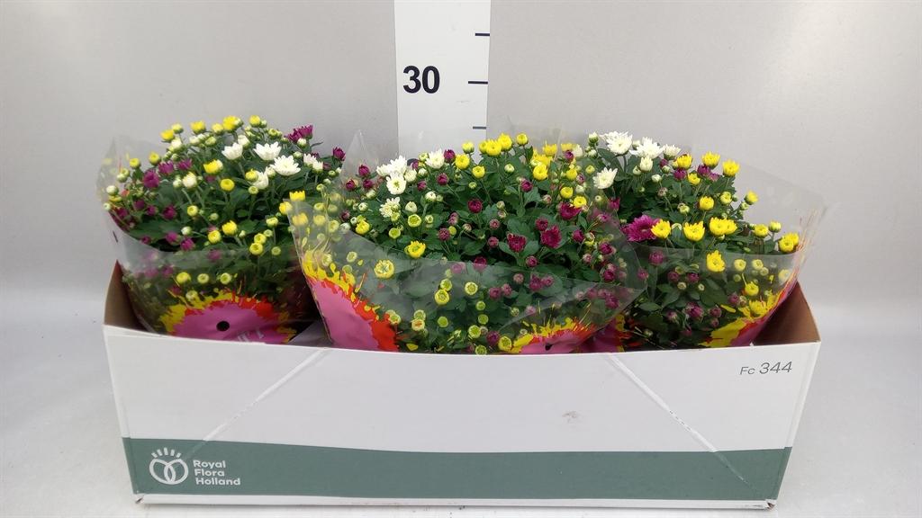 Горшечные цветы и растения оптом Chrysanthemum ..mix/pot от 3шт из Голландии с доставкой по России