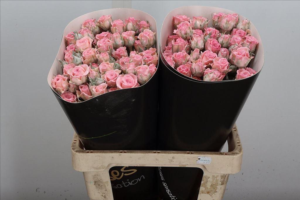 Срезанные цветы оптом Rosa spray wax classic baby pink от 20шт из Голландии с доставкой по России