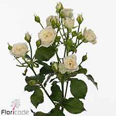 Срезанные цветы оптом Rosa sp 4 good white+ от 24шт из Голландии с доставкой по России