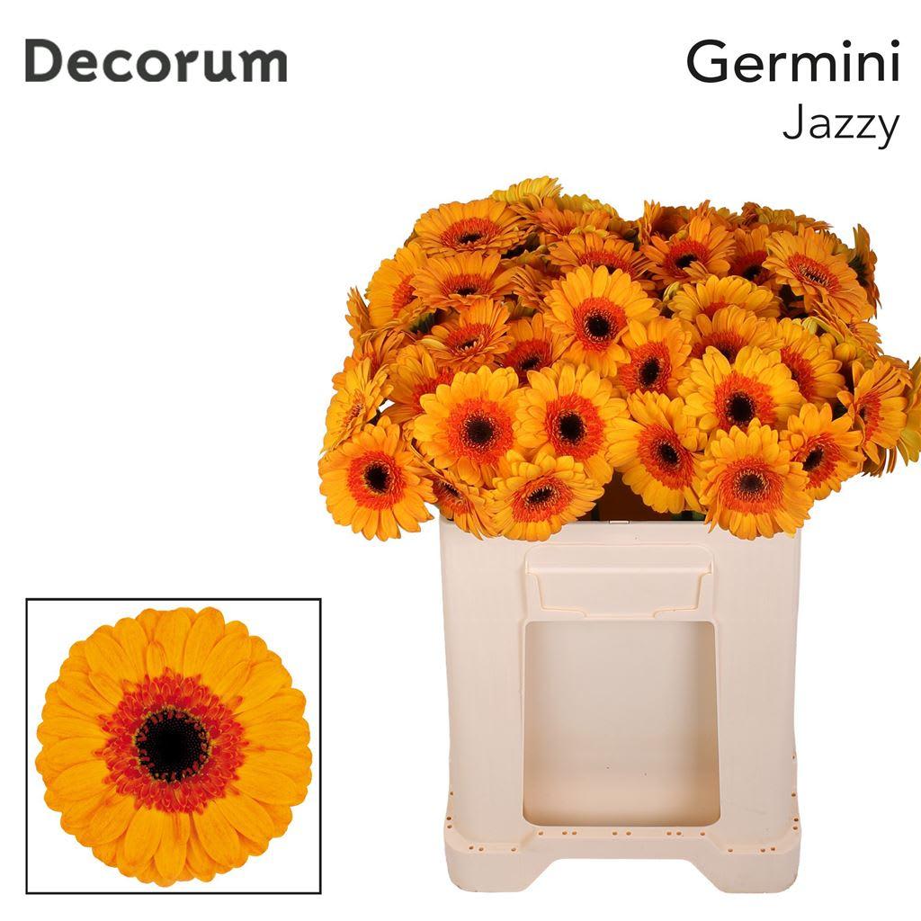 Срезанные цветы оптом Germini jazzy от 80шт из Голландии с доставкой по России