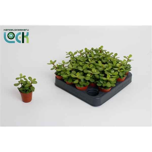 Горшечные цветы и растения оптом Portulacaria Afra от 20шт из Голландии с доставкой по России