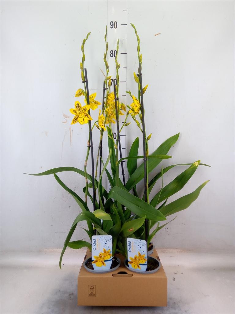 Горшечные цветы и растения оптом Orchideeen   ... от 4шт из Голландии с доставкой по России