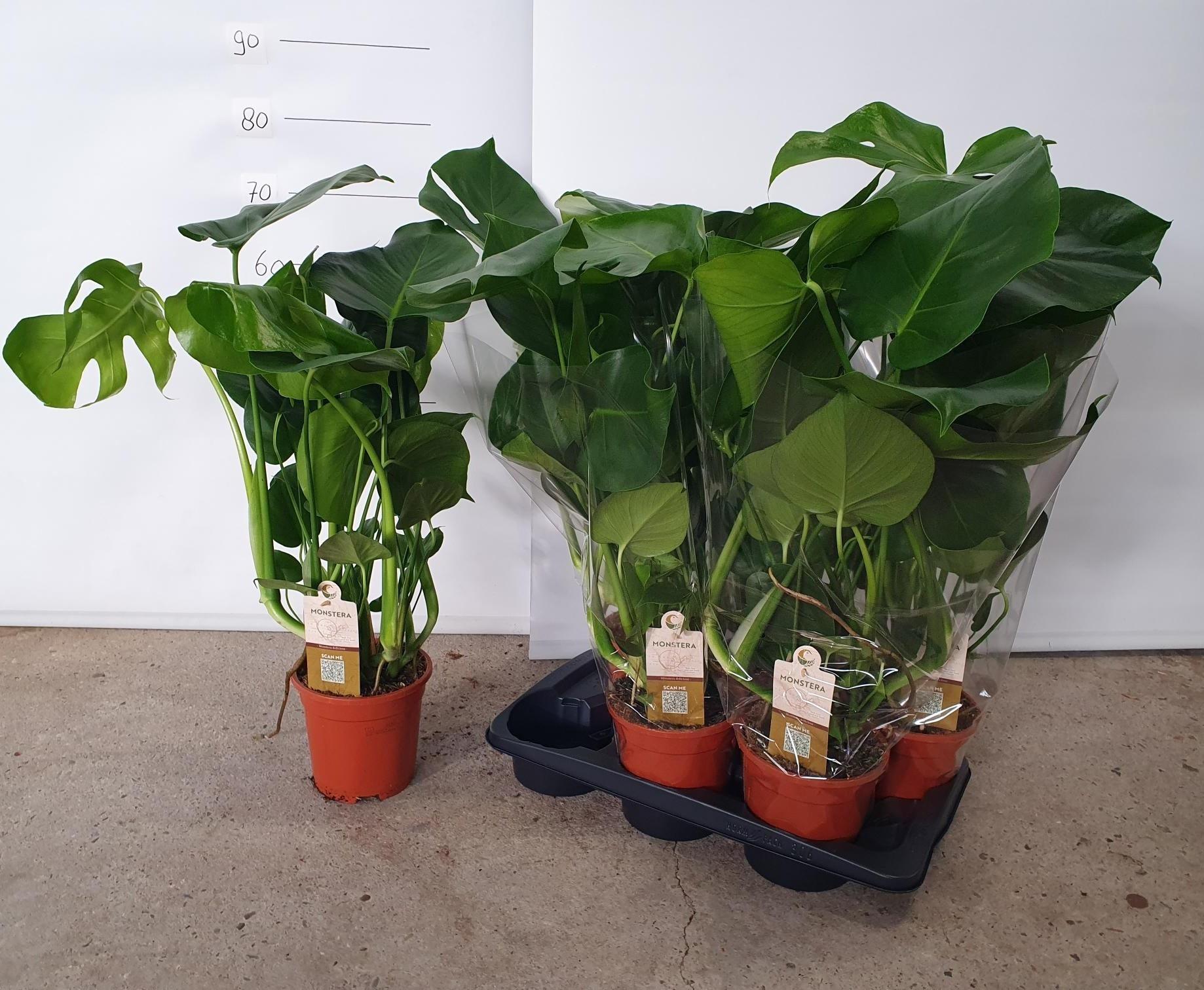Горшечные цветы и растения оптом Monstera Deliciosa от 6шт из Голландии с доставкой по России