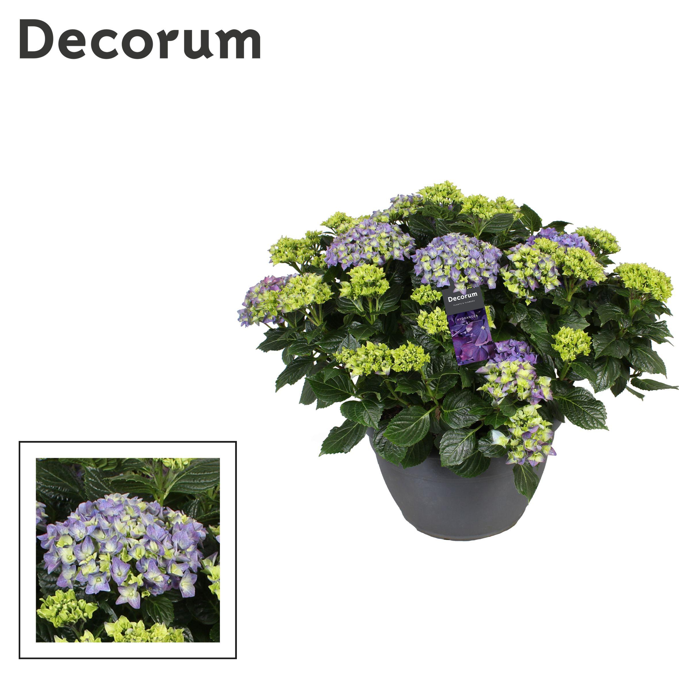 Горшечные цветы и растения оптом Hydrangea Ma Blue 25+ (decorum) от 1шт из Голландии с доставкой по России