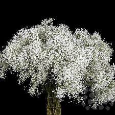 Срезанные цветы оптом Gyps bridal queen от 300шт из Голландии с доставкой по России