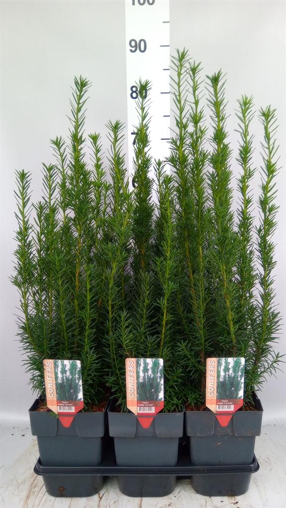 Горшечные цветы и растения оптом Taxus Baccata ... от 6шт из Голландии с доставкой по России