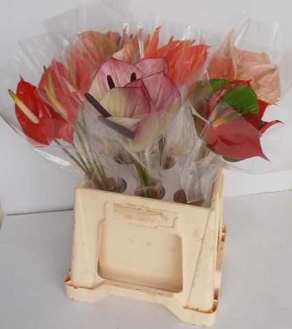 Срезанные цветы оптом Anthurium mix in box от 30шт из Голландии с доставкой по России