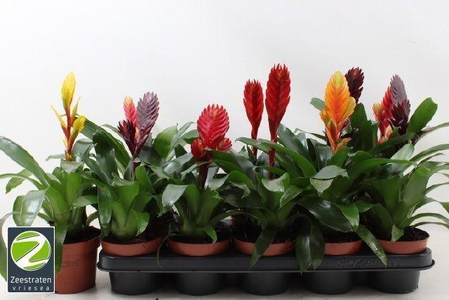 Горшечные цветы и растения оптом Vries Gem 6 Srt от 10шт из Голландии с доставкой по России